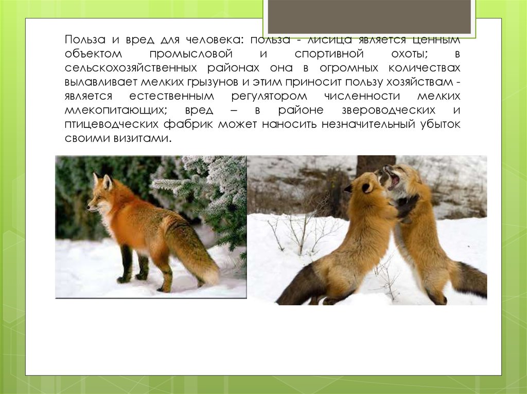 В какой природной зоне россии встречается лисица. Какой вред наносят животные человеку. Какую пользу приносит лиса природе. Польза диких животных. Польза и вред лисы для человека.
