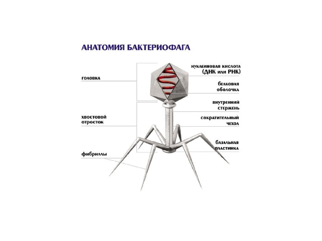 Бактериофаг роль