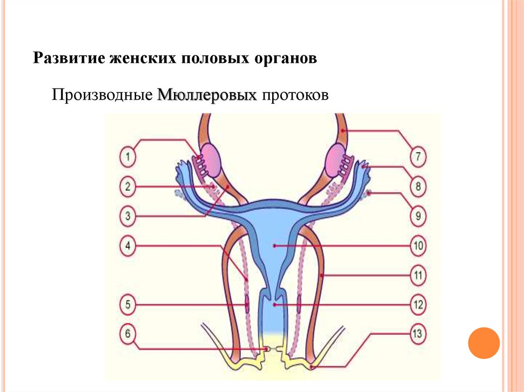 Развитие органов женской половой системы. Развитие женской половой системы. Схема развития половых органов. Формирование женских половых органов. Внутренние женские половые органы.