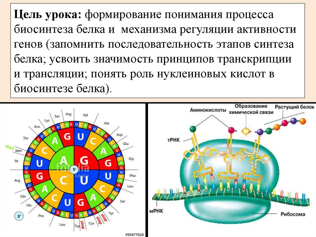 Синтез белка 9 класс. Процесс регуляции биосинтеза белка. Биосинтез белка регуляция работы генов. Синтез белков 9 класс. Биосинтез белка механизм процесса.