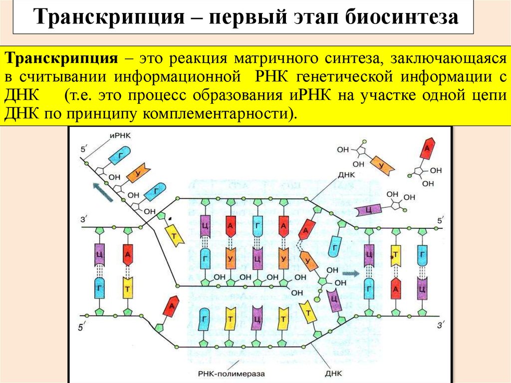 Биосинтез 3 этапа. Процесс транскрипции в синтезе белка. Схема процесса транскрипции 10 класс. Реакции матричного синтеза транскрипция. Этапы транскрипции 9 класс.