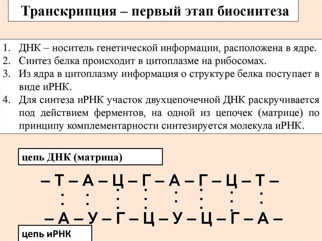 Верхняя цепь транскрибируемая. Биосинтез белка транскрипция и трансляция таблица. Биосинтез белка таблица 10 класс трансляция и транскрипция. Генетический код Биосинтез белка в клетке. Этапы биосинтеза белка 9 класс.