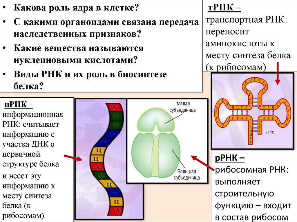 Рнк встречается. ИРНК ДНК ТРНК функции. Какова роль транспортной РНК. Синтез ТРНК С РНК. Синтез РНК И белков.