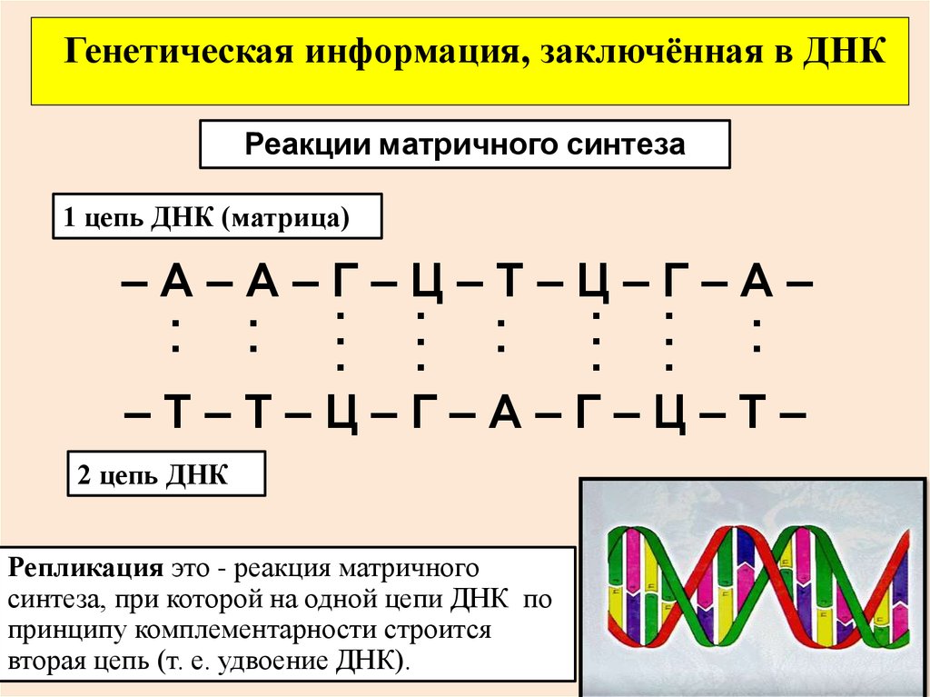 Днк 9 класс. Цепочка ДНК А-Ц-Г-Т-А-Г-Ц-Т-А-Г вторая цепь. А Г Ц А Т Т Г Ц А ДНК 2 цепь. Днк1 а-т-т-г-ц-а-т-ц-ц-т-а-г. Реакция матричного синтеза: репликация ДНК, Биосинтез белка..