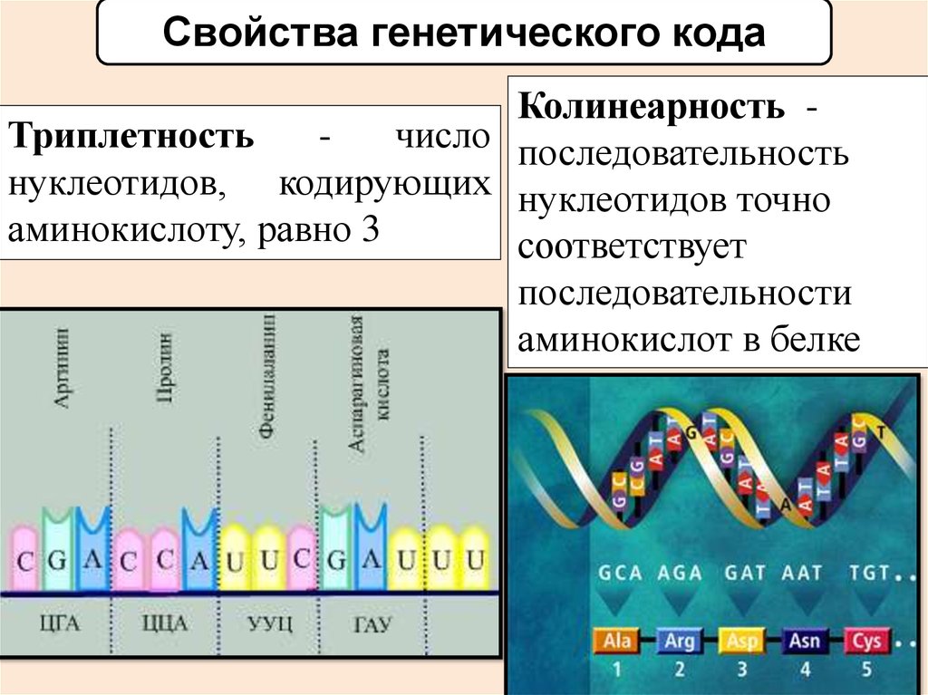 Биосинтез белка тест. Триплетность генетического кода. Свойства генетического кода Триплетность. Структура генетического кода. Генетический код ген геном.