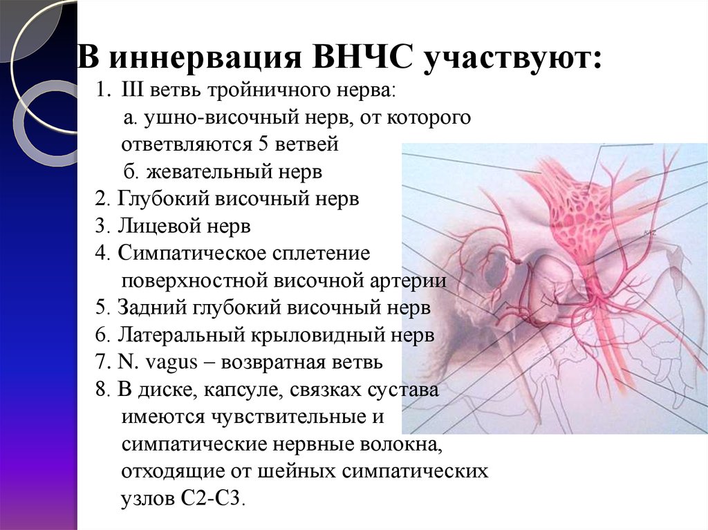 Функциональная анатомия челюстно-лицевой области - презентация онлайн