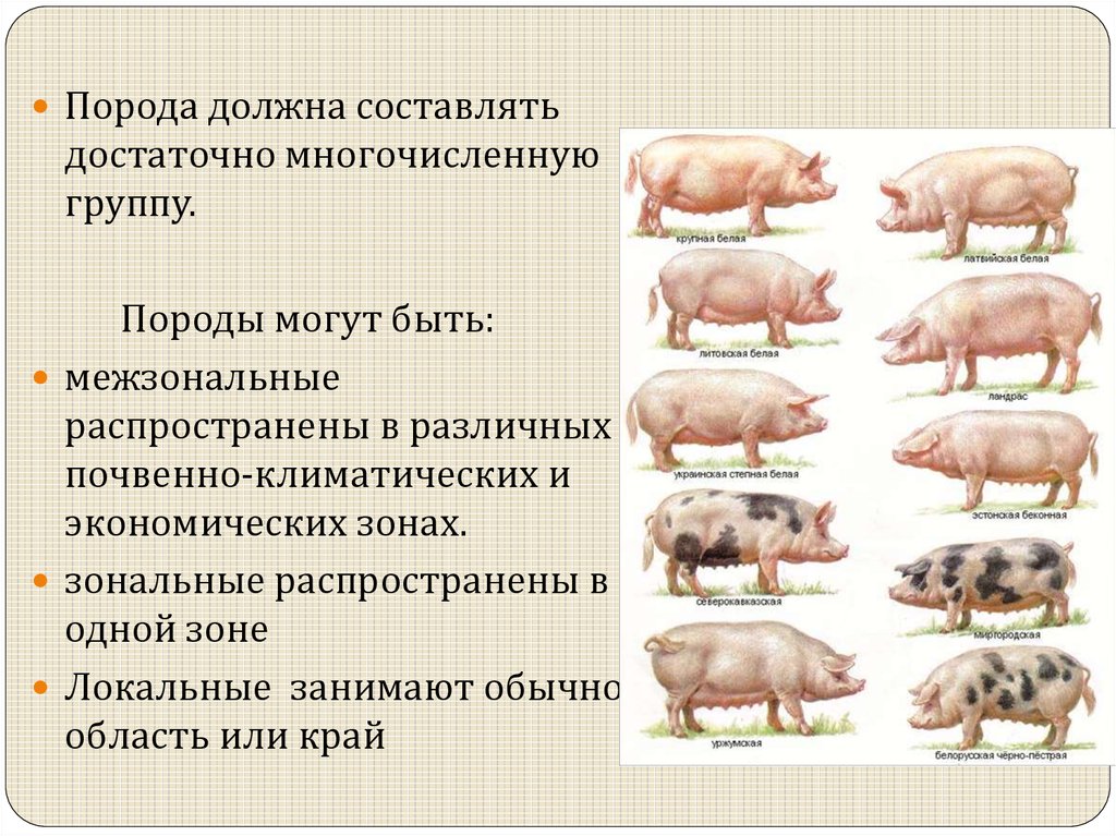 Каких животных разводят в московской области