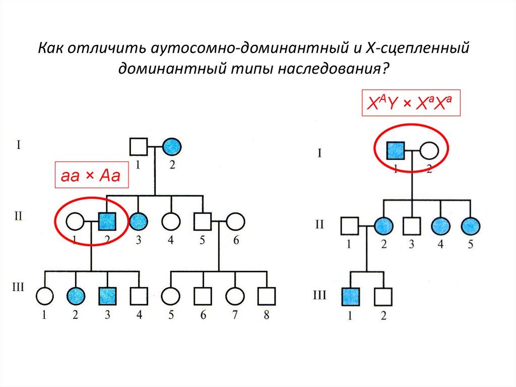 Аутосомно доминантный тип наследования схема - 86 фото