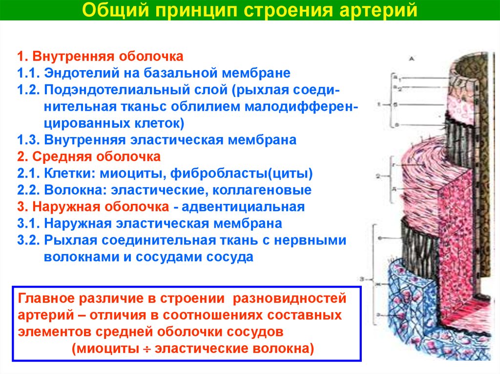 Принцип структуры. Внутренняя оболочка артерии эластического типа. Внутренняя оболочка артерии мышечного типа. Наружная оболочка артерии. Наружная эластическая мембрана артерии.