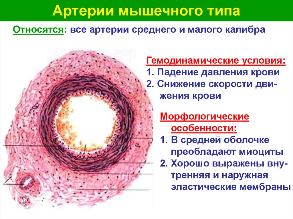 Мышечный слой артерий и вен. Артерия мышечного типа препарат гистология. Артерия мышечного типа гистология. Артерия среднего калибра гистология.