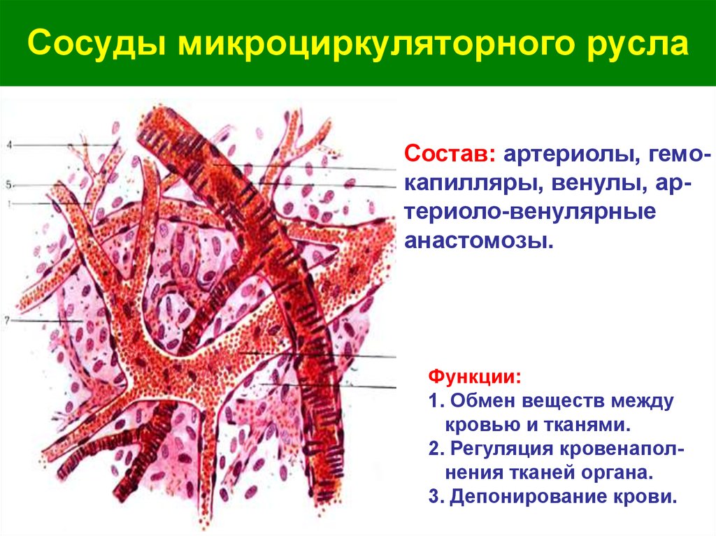 Какие особенности строения артерии. Гистология сосуд сосуды микроциркуляторного русла. Сосуды микроциркуляторного русла осуществляют функции. Строение микроциркуляторного русла гистология. Сосуды образующие микроциркуляторное русло.