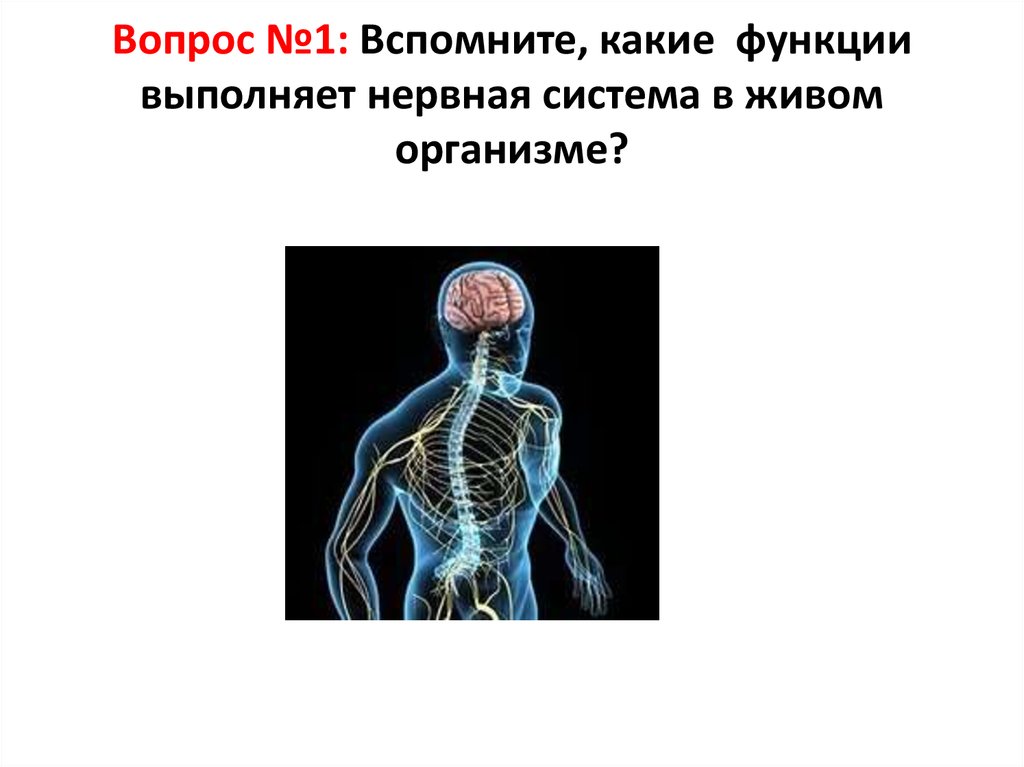 Какую роль играет нервная. Нервная система выполняет функции. Функции нервной системы в организме человека. Нервная система выполняет в организме функции. Нераная систем аорганизма.