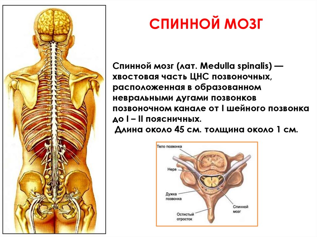 Тело спинного мозга. Нервная система спинной мозг в позвоночном канале. Центральная нервная система спинной мозг. Медулла Спиналис. Спинной мозг - урок биология.