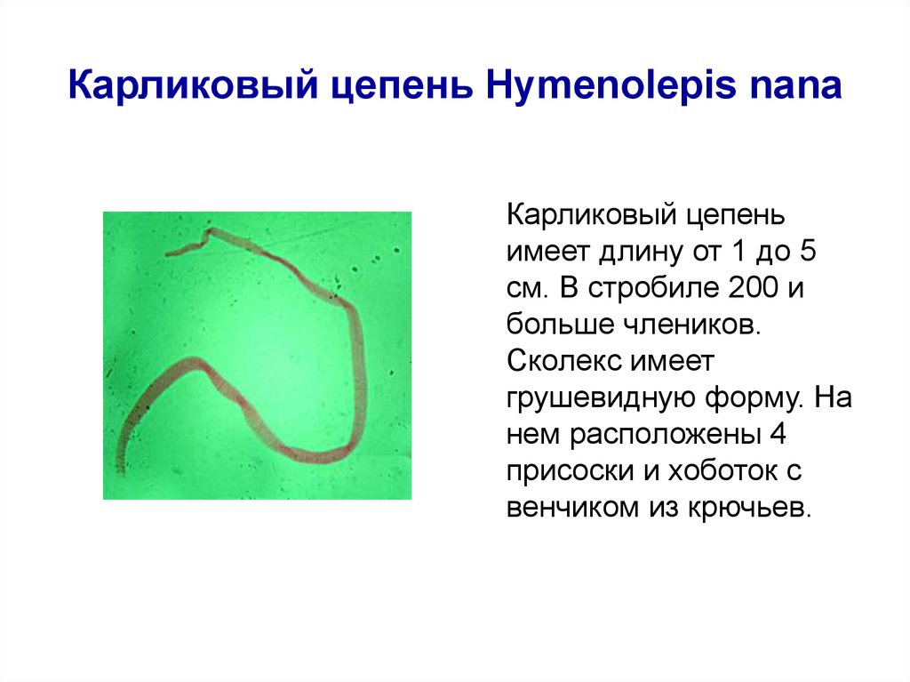 Карликовый цепень строение. Hymenolepis Nana – карликовый цепень-гименолепидоз. Карликовый цепень личиночные стадии. Ленточные черви карликовый цепень. Класс ленточные черви карликовый цепень.