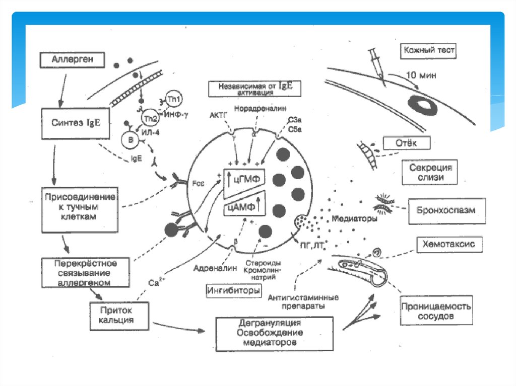 Аллергические реакции тесты с ответами. Схема активации тучных клеток. Механизм дегрануляции тучных клеток при аллергии. Схема патогенеза аллергических реакций. Схема медиаторы тучных клеток.
