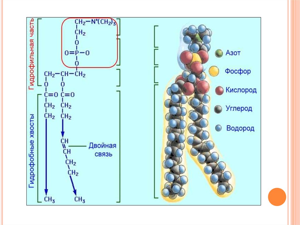 Липиды биология. Схема строения липидной молекулы. Строение липидов. Структура строения липидов. Строение липидов биология.