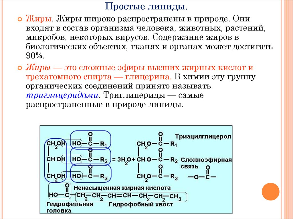 Углеводы липиды нуклеиновые кислоты атф