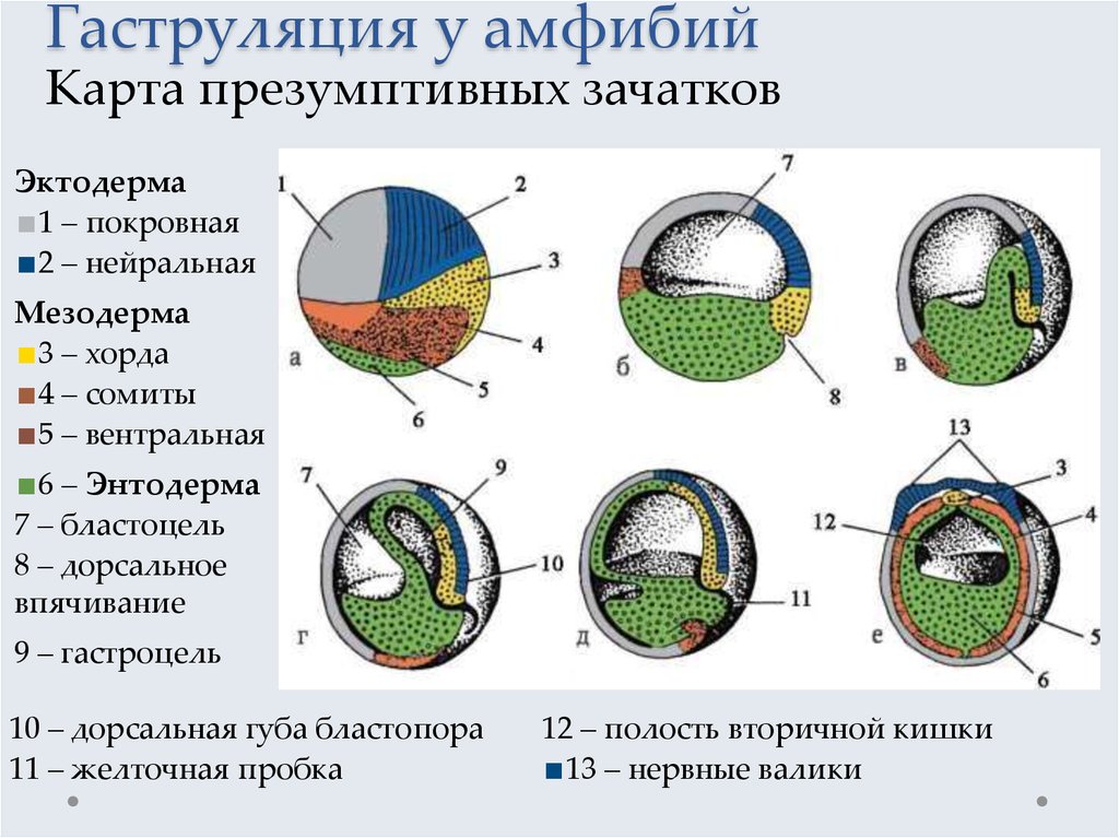 Карта презумптивных зачатков птиц