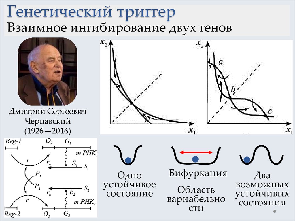 Схема жакоба и моно