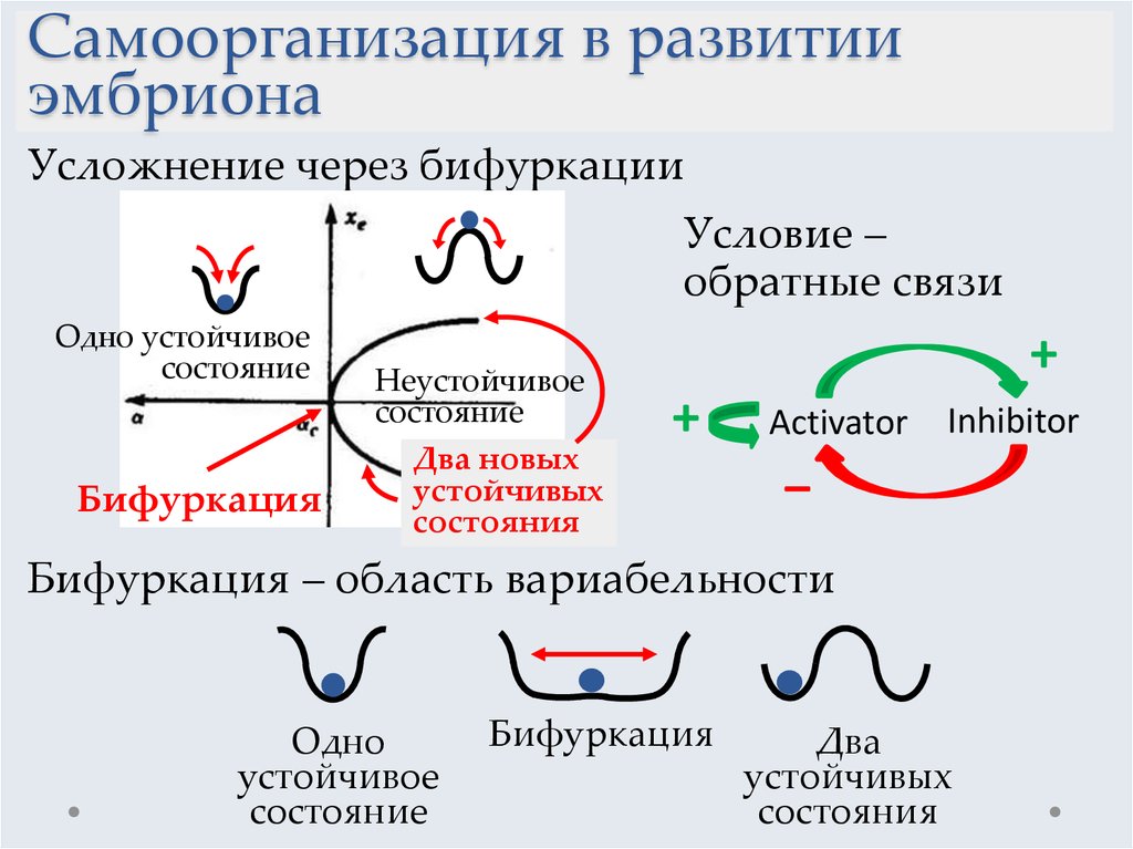 Схема жакоба и моно