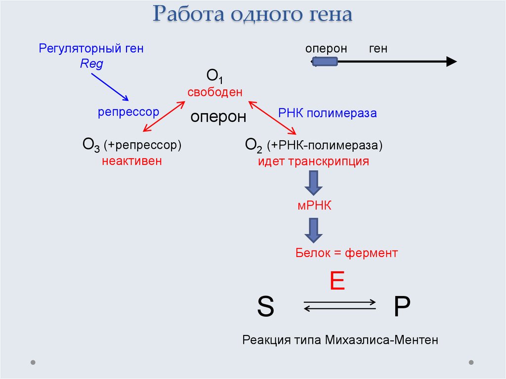 Два гена