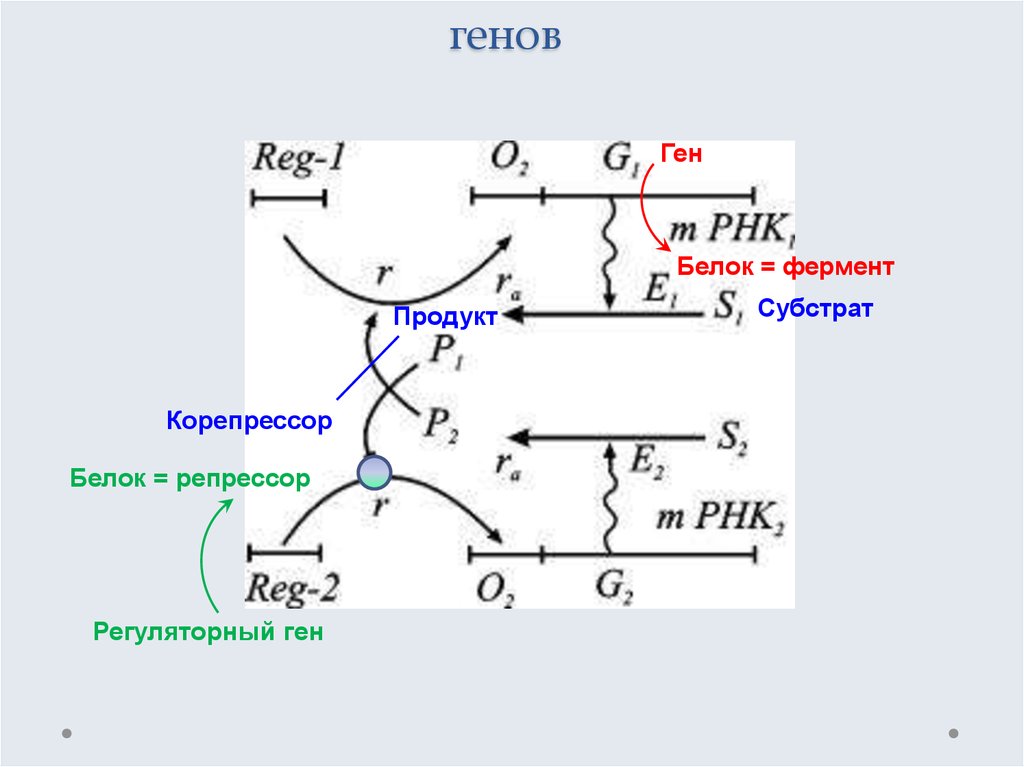 Схема взаимного ингибирования двух генов