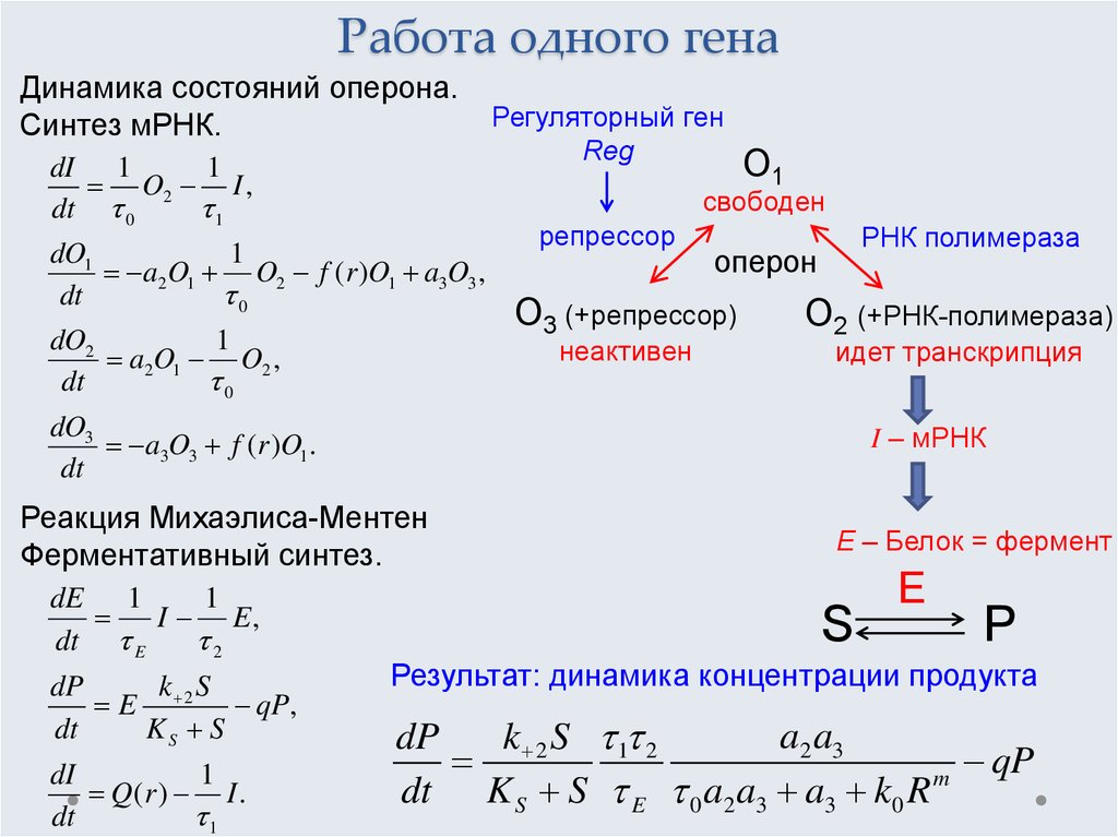 Работа одного гена
