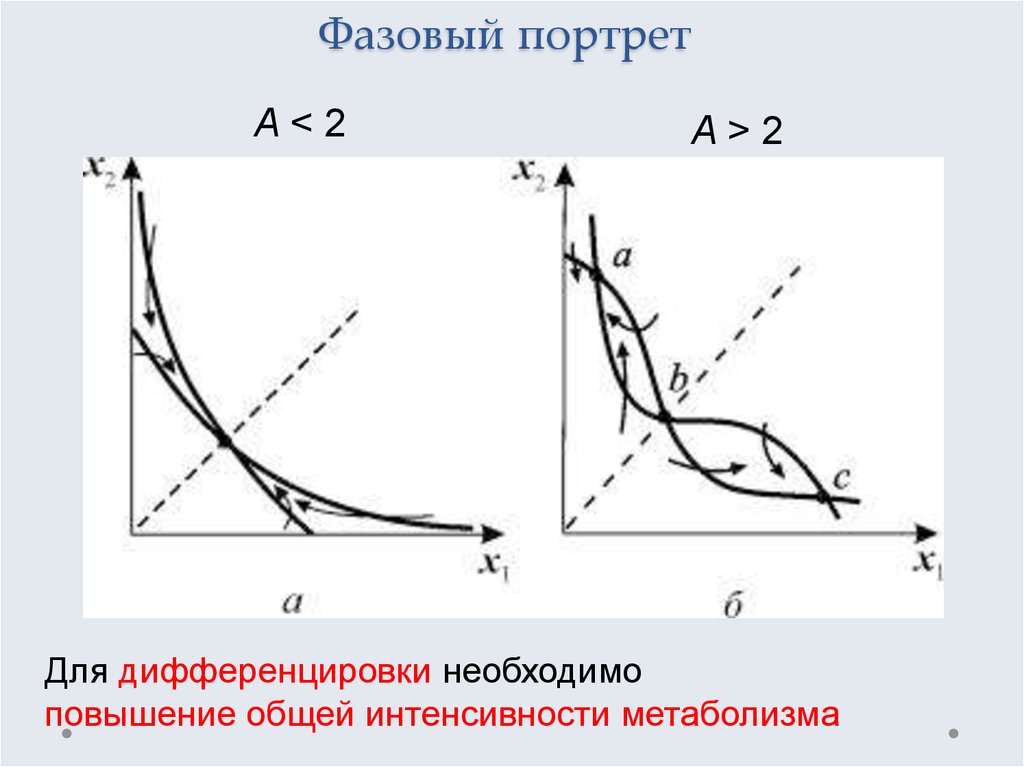Фазовый портрет
