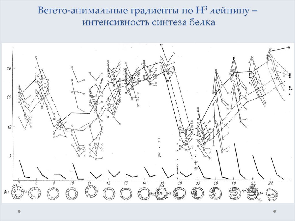 Схема жакоба и моно