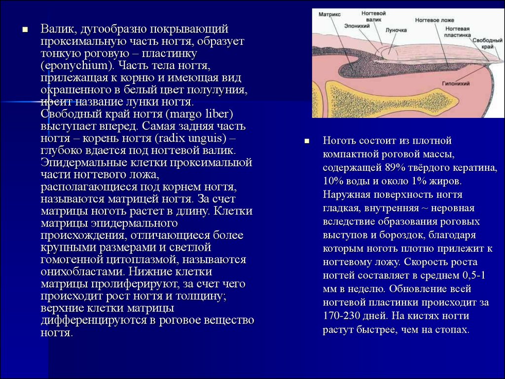 Развитие кожи. В эмбриогенезе эпидермис кожи развивается из. Развитие кожи в эмбриогенезе. Скорость роста ногтей составляет в среднем. Матричные роговые пластины.