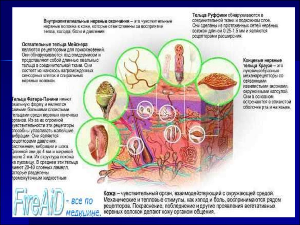 Развитие кожи. Развитие кожи человека. Эмбриогенез кожи. Кожа развивается в эмбриогенезе из. Рецепторы терморегуляции.