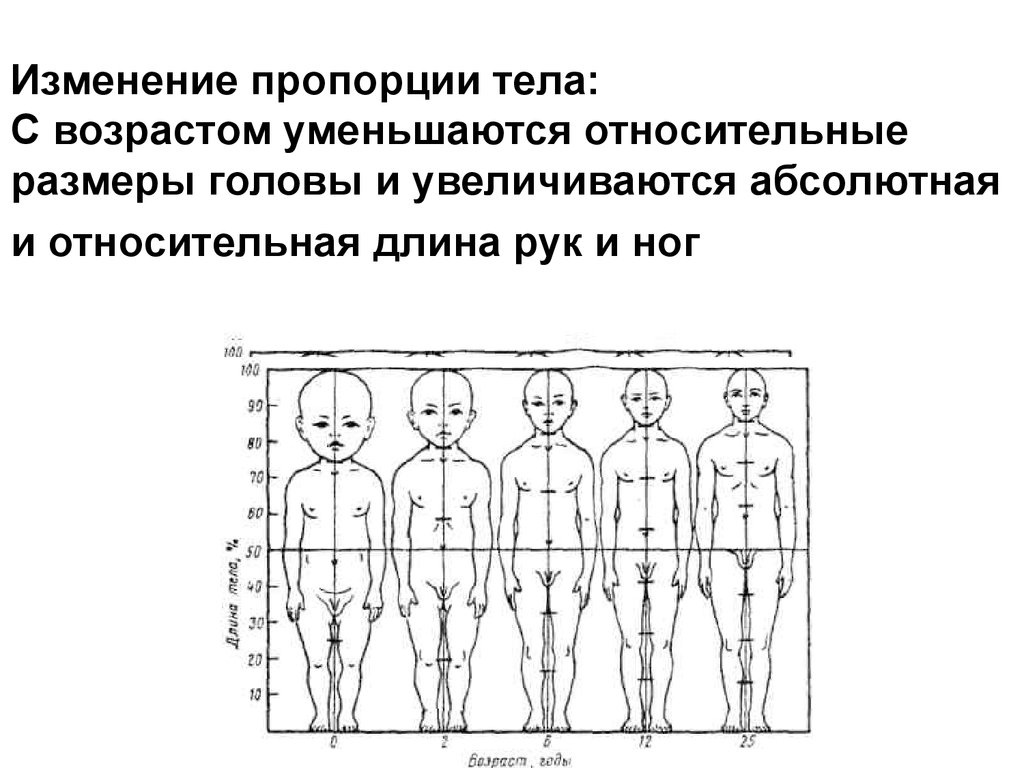 Данного другого с возрастом. Изменения пропорции тела ребенка в различные возрастные периоды. Схема возрастные изменения пропорций тела. Изменение пропорций тела с возрастом. Возрастные изменения пропорций тела человека.