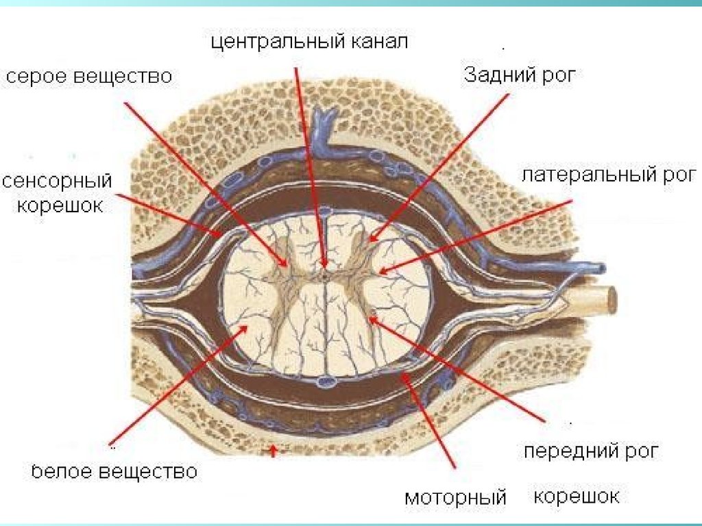 20 центральных каналов. Центральный канал серое вещество. Центральный канал спинного мозга. Центральный канал.