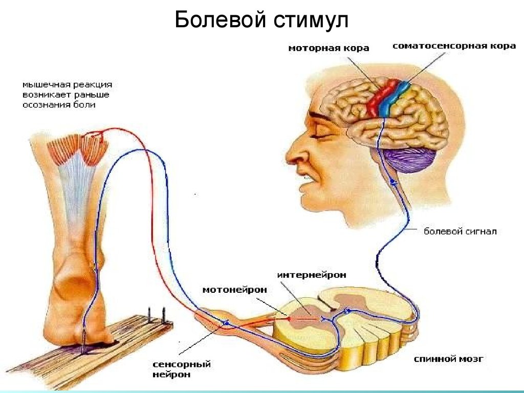 Проводниковый нервом