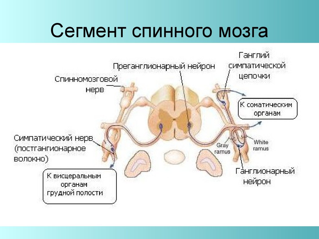 Ru сегменте. Спинномозговые нервы сегмент анатомия. Рефлекторная функция шейного позвонка. Сегменты спинного мозга рефлекторная функция. Сегментарное строение спинного мозга.