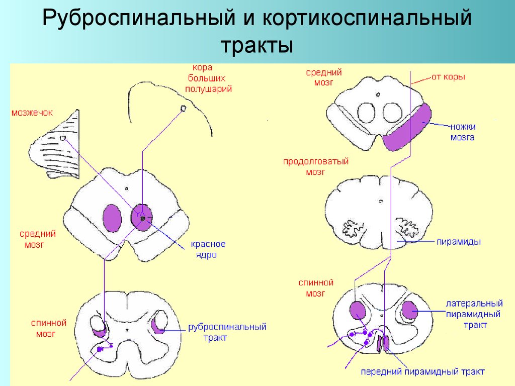 Красноядерно спинномозговой путь схема