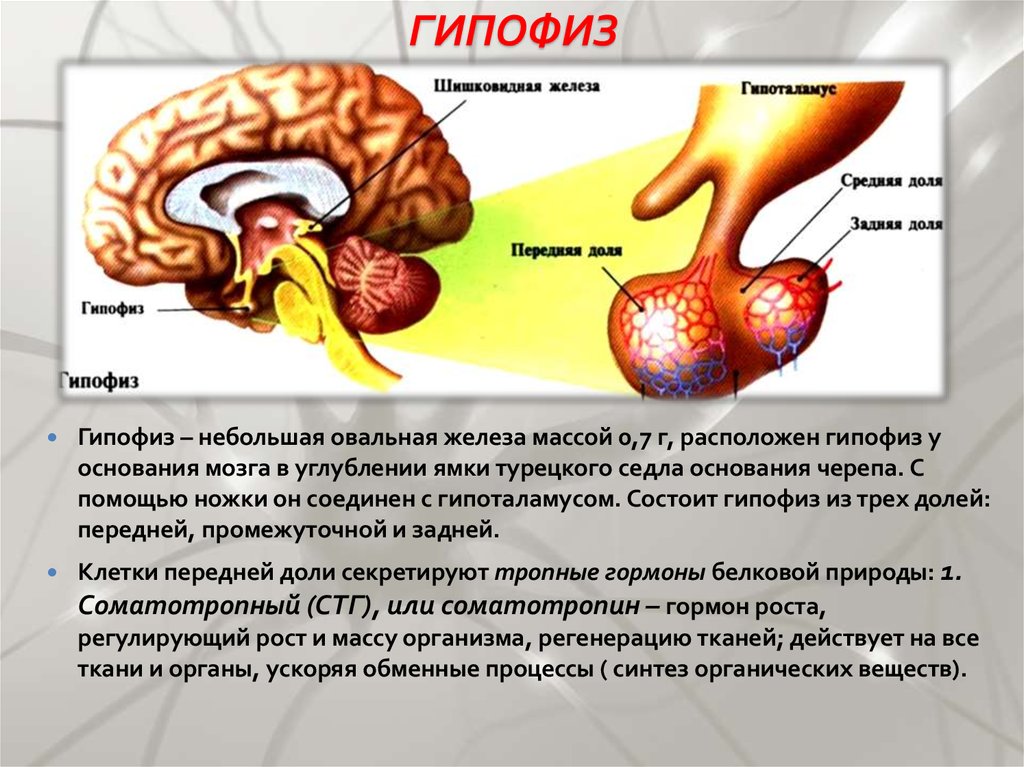 Железа мозга 7. Гипофиз строение , гормоны передней доли гипофиза. Расположение гормонов в долях гипофиза. Функции гипофиза головного мозга. Строение гормонов аденогипофиза.