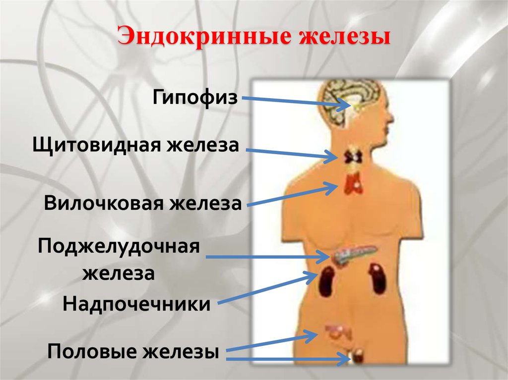 Как называют женскую железу. Железы внутренней секреции: гипофиз, надпочечники, щитовидная железа.. Железы эндокринной системы анатомия. Тимус железа внутренней секреции. Секреции эндокринных желез.