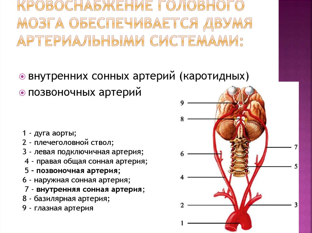 Круг кровообращения в мозгу. Кровоснабжение отделов головного мозга. Схема артериального кровоснабжения головного мозга. Кровообращение в голове схема. Артерии питающие головной мозг.