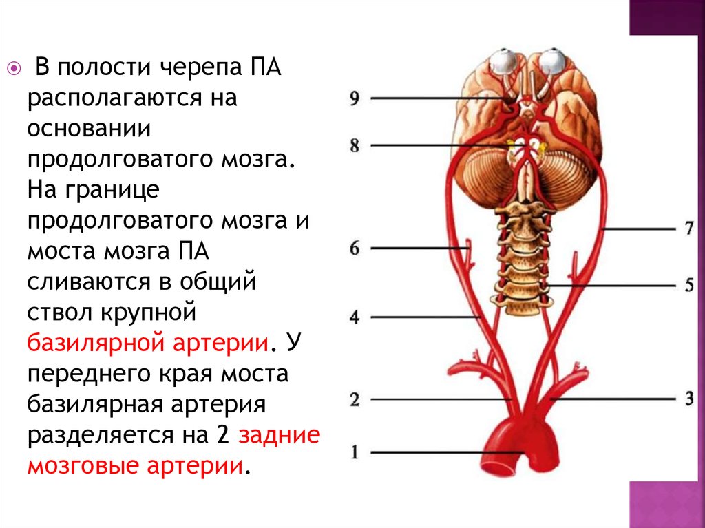 Капилляр щитовидной железы продолговатый мозг. Варолиев мост кровоснабжение. Кровоснабжение продолговатого мозга. Кровоснабжение ствола мозга. Артерии варолиева моста.