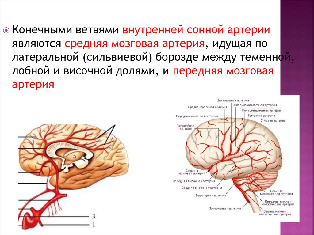 Левая средняя мозговая артерия инсульт