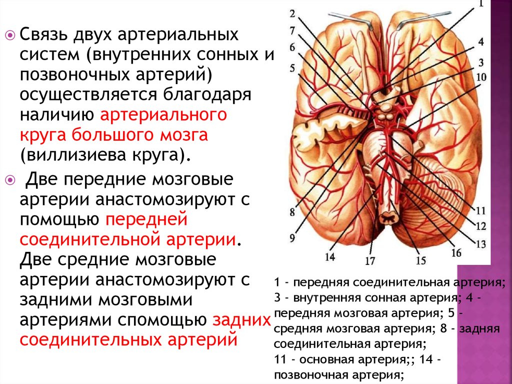 Какая артерия кровоснабжает мозг. Задняя мозговая артерия кровоснабжает. Средняя мозговая артерия отходит. Задняя мозговая артерия отходит от. Передняя мозговая артерия кровоснабжает.