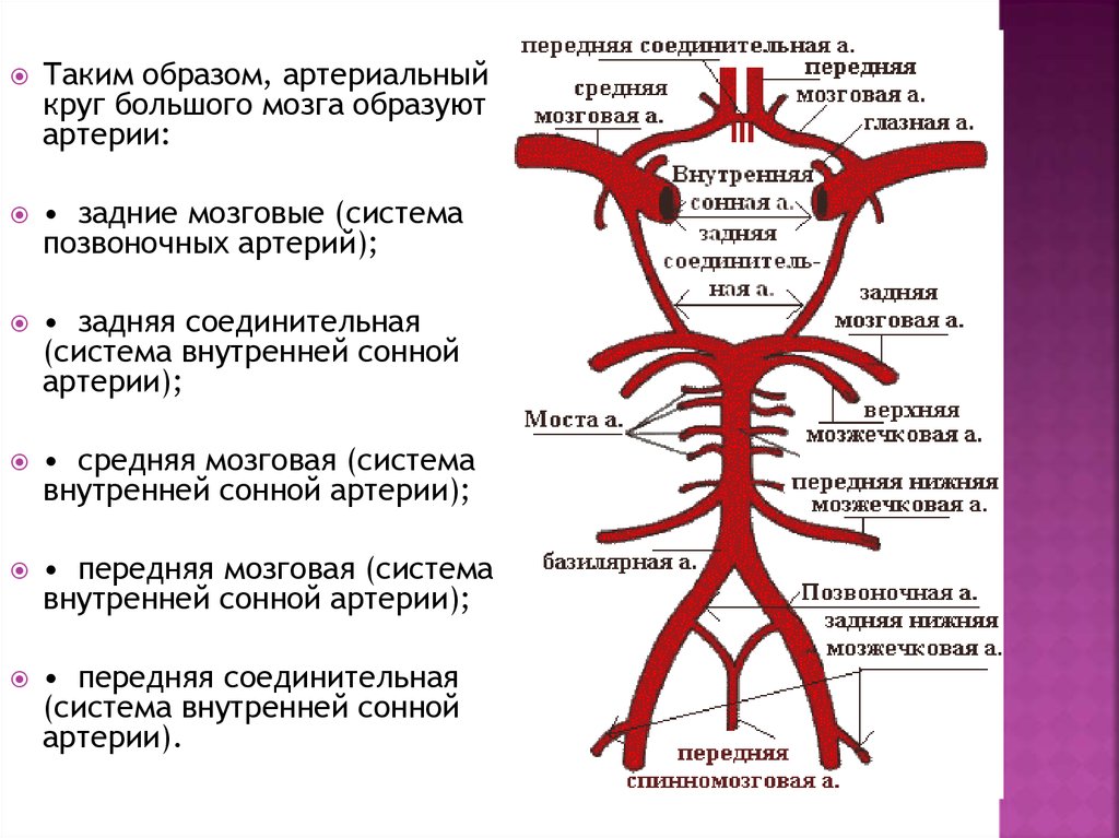 Мозговые артерии латынь