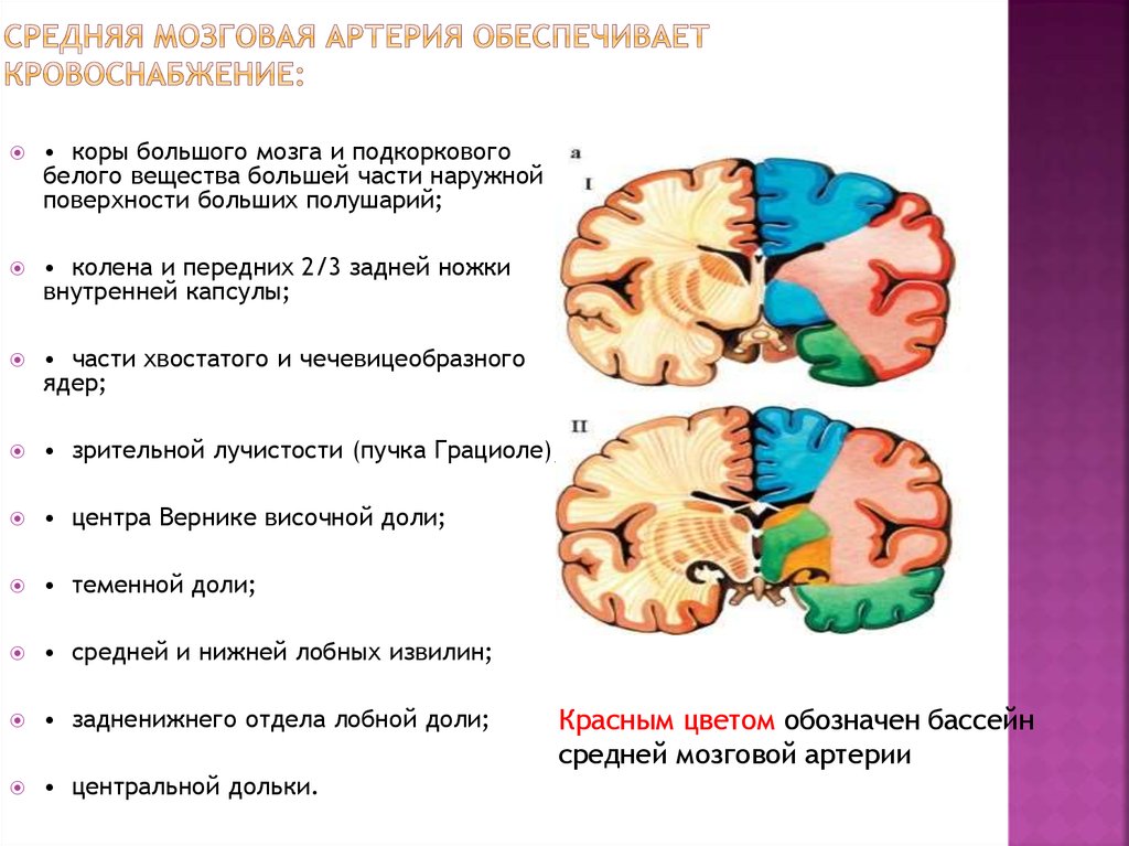 Инсульт правая сторона мозга последствия. Бассейн левой средней мозговой артерии. Нарушения кровообращения в бассейне передней мозговой артерии. Геморрагический инсульт в бассейне средней мозговой артерии. Ишемический инсульт в бассейне средней мозговой артерии.