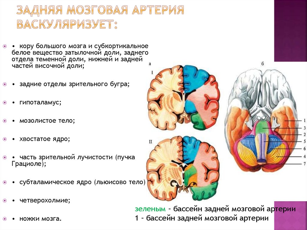Инсульт правого бассейна. ОНМК В бассейне средней мозговой артерии. Задняя мозговая артерия локализация поражения. Кровоснабжение затылочной доли головного мозга. ОНМК В бассейне задней мозговой артерии кт.