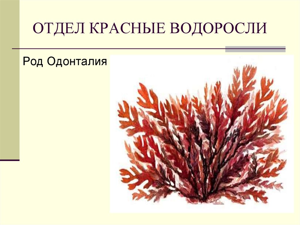 Красной водорослью является. Порфира водоросль и Филлофора. Красные водоросли багрянки строение. Багрянки водоросли строение. Отдел красные водоросли багрянки представители.
