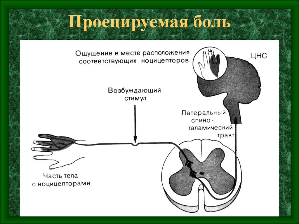 Ощущение возникают при рецепторов