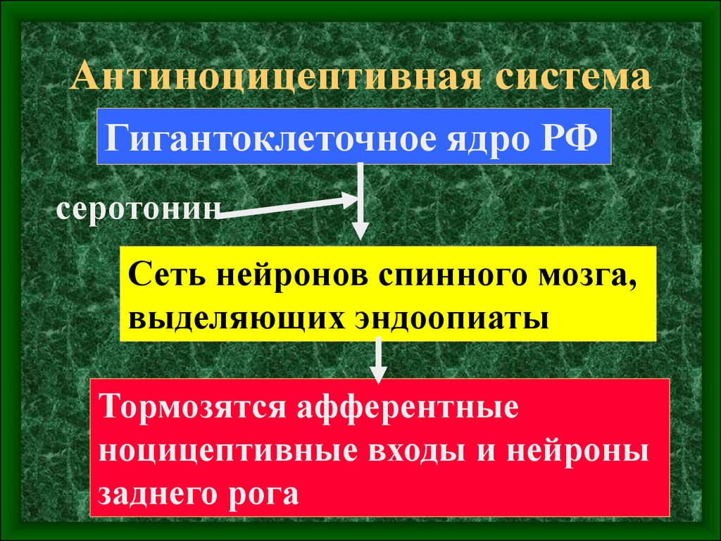 Антиноцицептивная система презентация