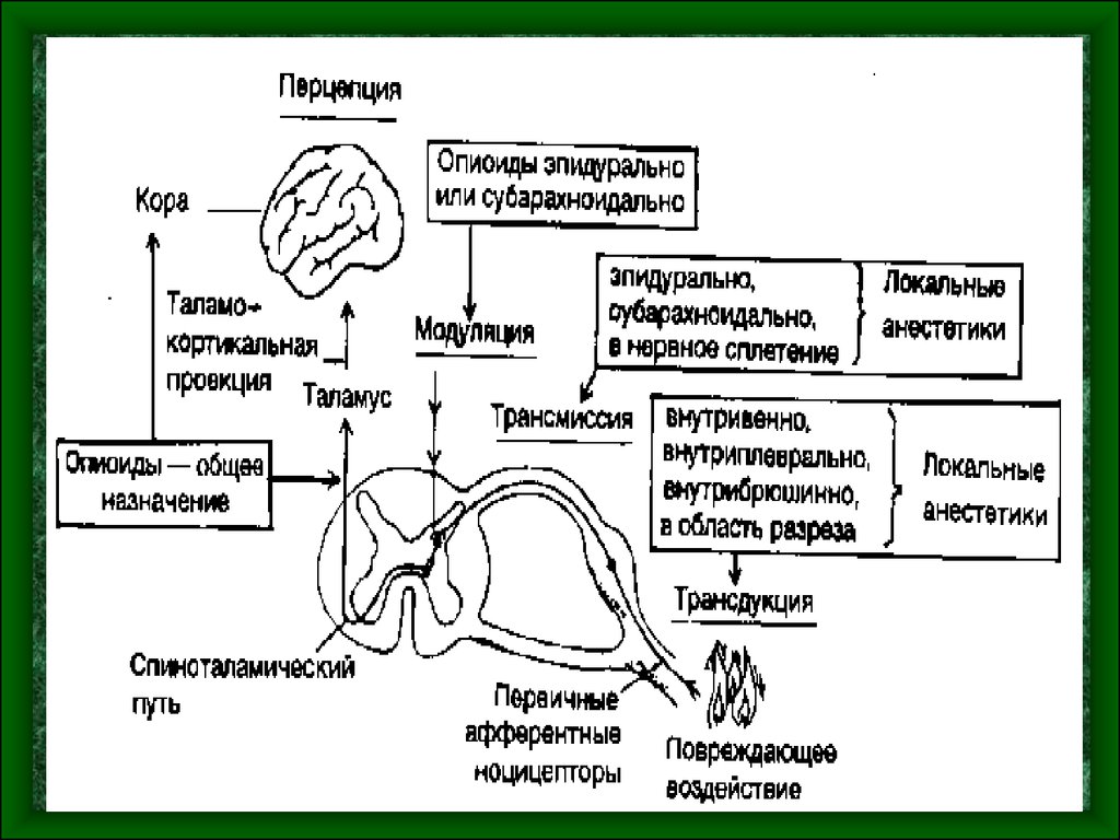 Боль патофизиология презентация