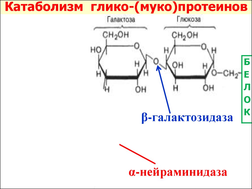 Альфа галактозидаза отзывы. Альфа-галактозидаза фермент. Α-галактозидазы а. Структура нейраминидазы биохимия. Альфа галактозидаза структурная формула.